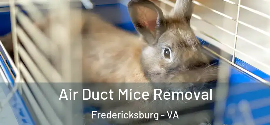 Air Duct Mice Removal Fredericksburg - VA
